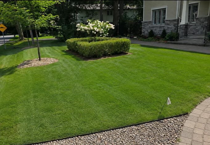 Parterre avant avec haie taillée, hortensia blanc et bordure de gravier