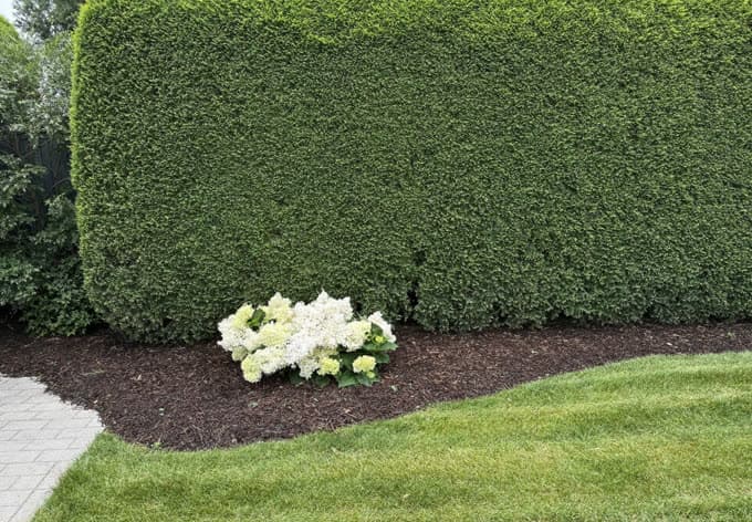 Haie taillée avec hortensia blanc et plate-bande de paillis