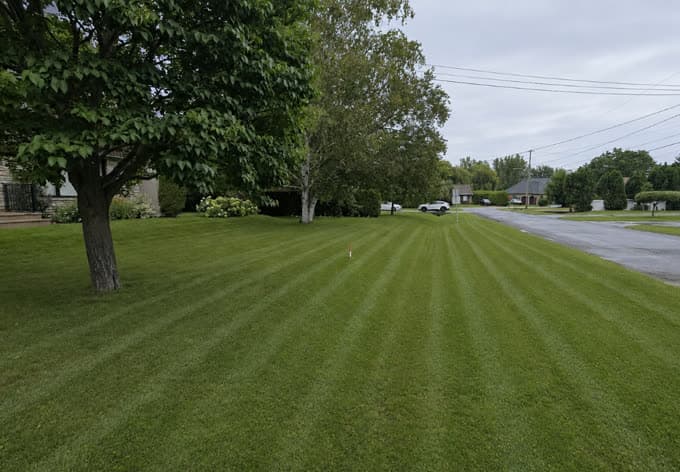 Pelouse tondue en bandes régulières en bordure de rue